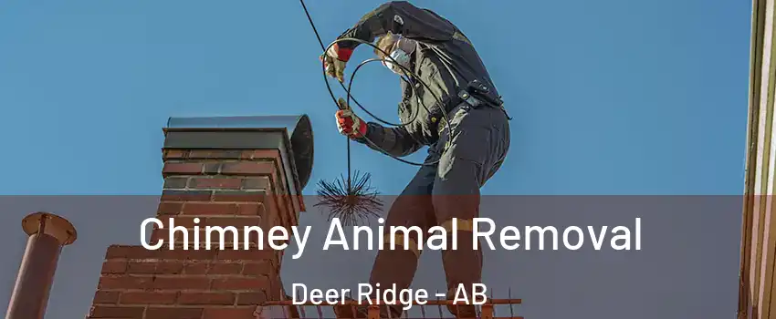  Chimney Animal Removal Deer Ridge - AB