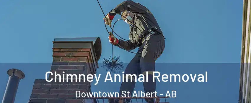  Chimney Animal Removal Downtown St Albert - AB