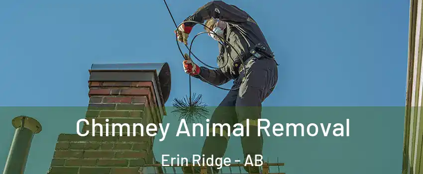  Chimney Animal Removal Erin Ridge - AB
