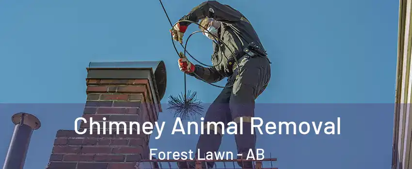  Chimney Animal Removal Forest Lawn - AB