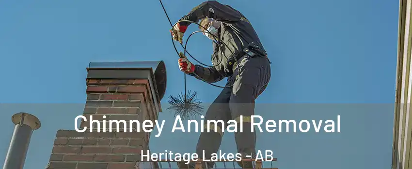  Chimney Animal Removal Heritage Lakes - AB