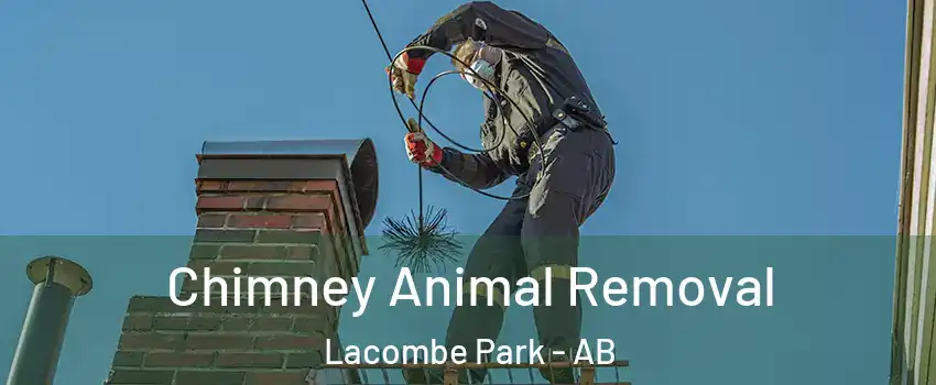  Chimney Animal Removal Lacombe Park - AB