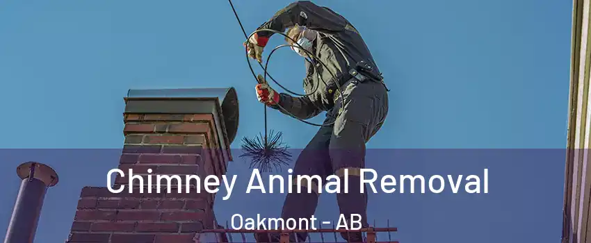  Chimney Animal Removal Oakmont - AB