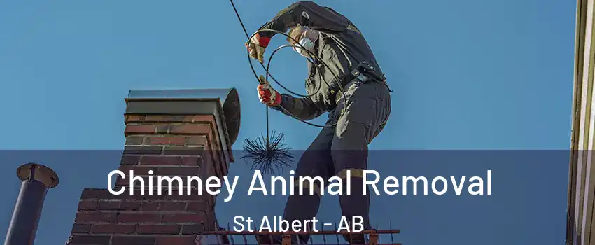  Chimney Animal Removal St Albert - AB